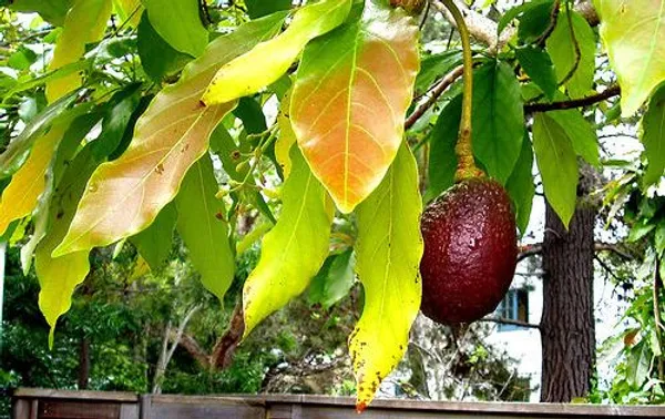Avocado_Miami_Red_Variety_Butter_Fruit_Grafted_Plants_&_Tree(1.5-2_Ft_Size)