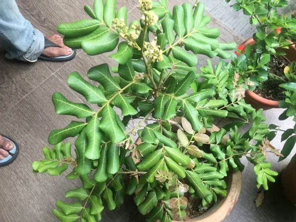 Exclusive_Dragon_eye,_Longan,_Dimocarpus_Longan_Grafted_fruit_plant_with_growbag