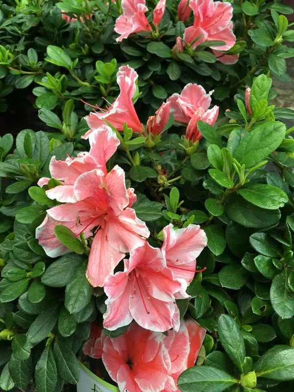 Azalea_Dogwood_Variety_Flower_Plant_1.5-2_Ft_Size_For_Shrub/Home_Gardening_(Pack_Of_1)