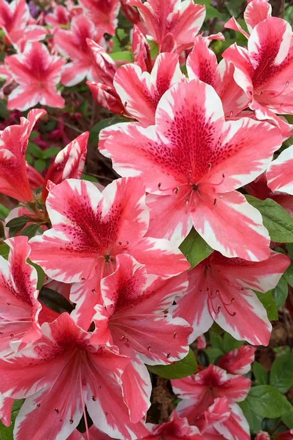 Azalea_Dogwood_Variety_Flower_Plant_1.5-2_Ft_Size_For_Shrub/Home_Gardening_(Pack_Of_1)