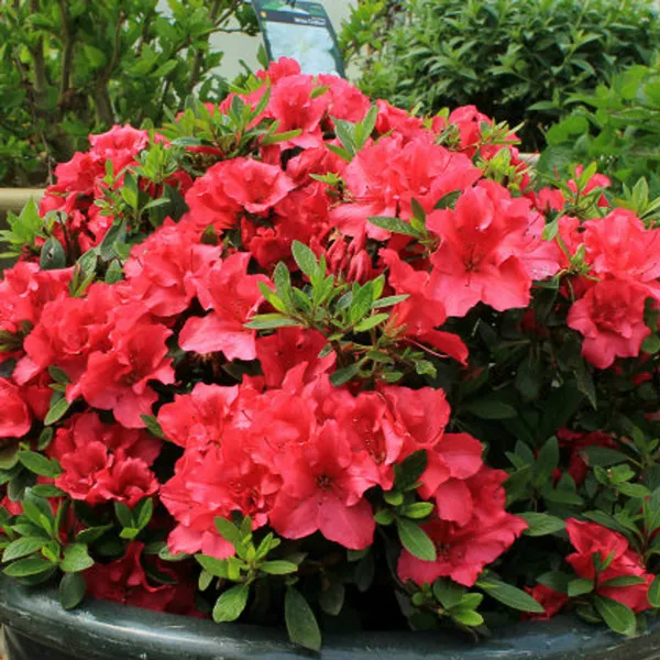 Azalea_Red_(Grafted)_1.5-3.5_Ft_Flower_Plant_(Pack_Of_1)