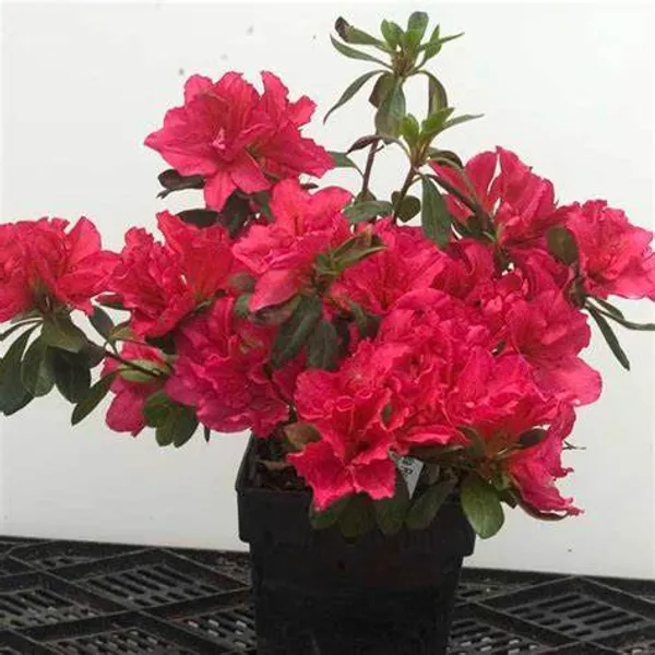Azalea_Red_(Grafted)_1.5-3.5_Ft_Flower_Plant_(Pack_Of_1)