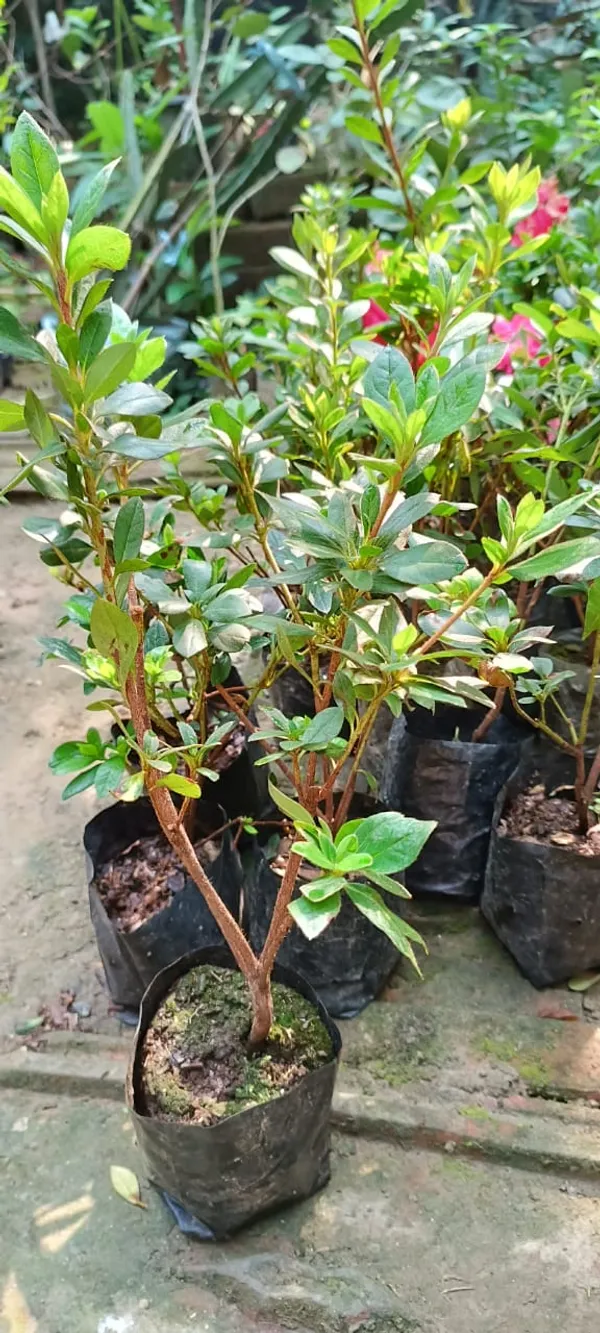 Azalea_Red_(Grafted)_1.5-3.5_Ft_Flower_Plant_(Pack_Of_1)