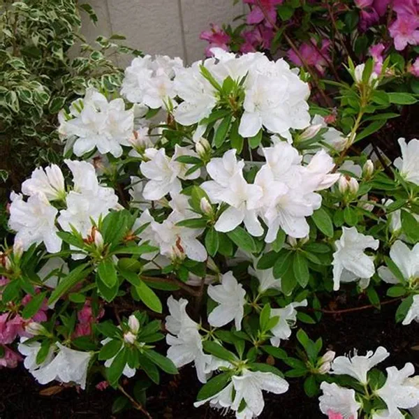 Azalea_White_(Grafted)_1.5-3.5_Ft_Flower_Plant_(_Pack_Of_1_)