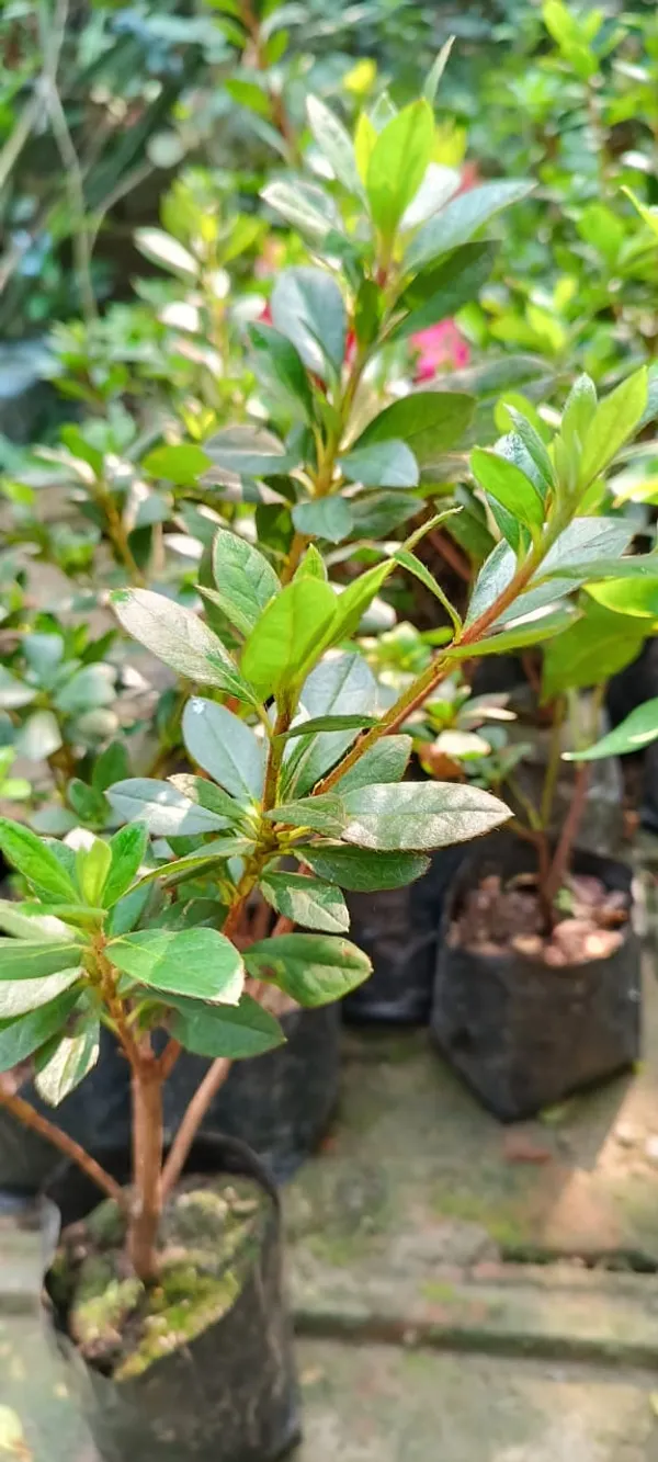 Azalea_White_(Grafted)_1.5-3.5_Ft_Flower_Plant_(_Pack_Of_1_)