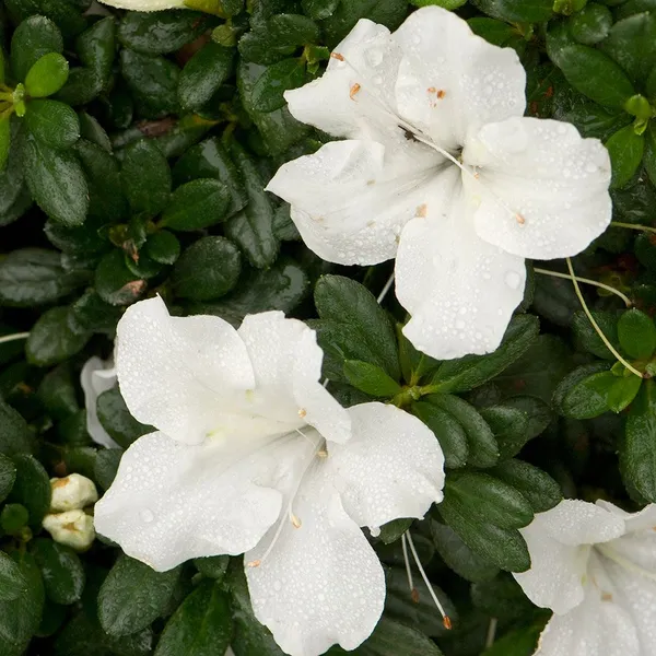 Azalea_White_(Grafted)_1.5-3.5_Ft_Flower_Plant_(_Pack_Of_1_)