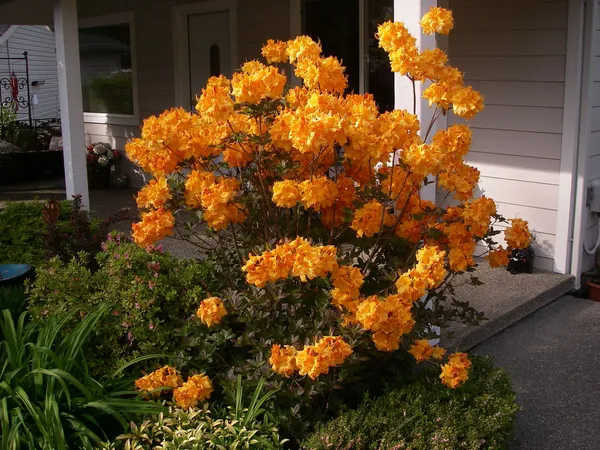 Azalea_(Baltic_Amber)_Variety_Flower_Plant_For_Shrub/Bush/Home_Gardening_Azalea_(Grafted)_Flower_Plant_&_Tree_(Hybrid,_Pack_Of_1)