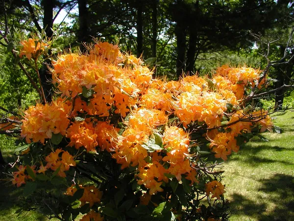 Azalea_(Baltic_Amber)_Variety_Flower_Plant_For_Shrub/Bush/Home_Gardening_Azalea_(Grafted)_Flower_Plant_&_Tree_(Hybrid,_Pack_Of_1)