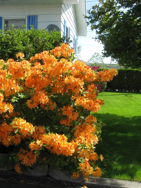 Azalea_(Baltic_Amber)_Variety_Flower_Plant_For_Shrub/Bush/Home_Gardening_Azalea_(Grafted)_Flower_Plant_&_Tree_(Hybrid,_Pack_Of_1)