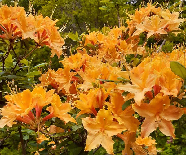 Azalea_(Baltic_Amber)_Variety_Flower_Plant_For_Shrub/Bush/Home_Gardening_Azalea_(Grafted)_Flower_Plant_&_Tree_(Hybrid,_Pack_Of_1)
