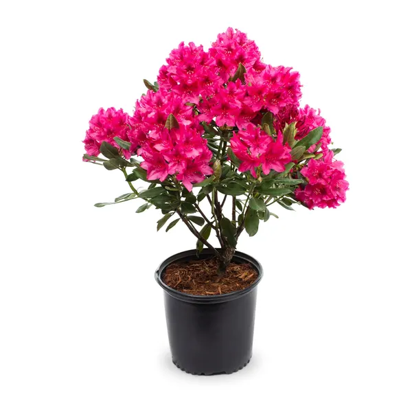 Azalea_(Formosa)_Pink_Flowering_Plant_(1.5-2_Ft_Size)_For_Shrub/Home_Gardening_Beautiful_Azalea_Flower_Outdoor_Plant_(Pack_Of_1)