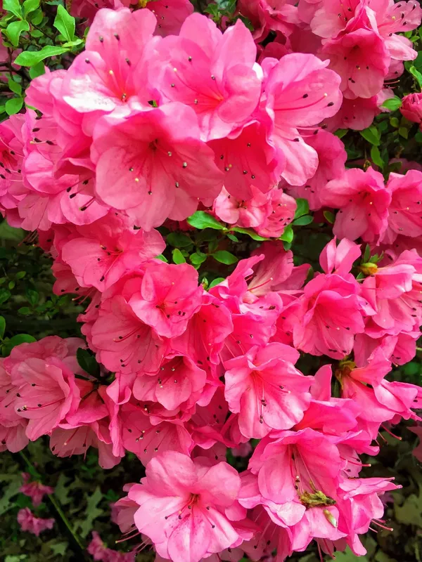 Azalea_(Formosa)_Pink_Flowering_Plant_(1.5-2_Ft_Size)_For_Shrub/Home_Gardening_Beautiful_Azalea_Flower_Outdoor_Plant_(Pack_Of_1)