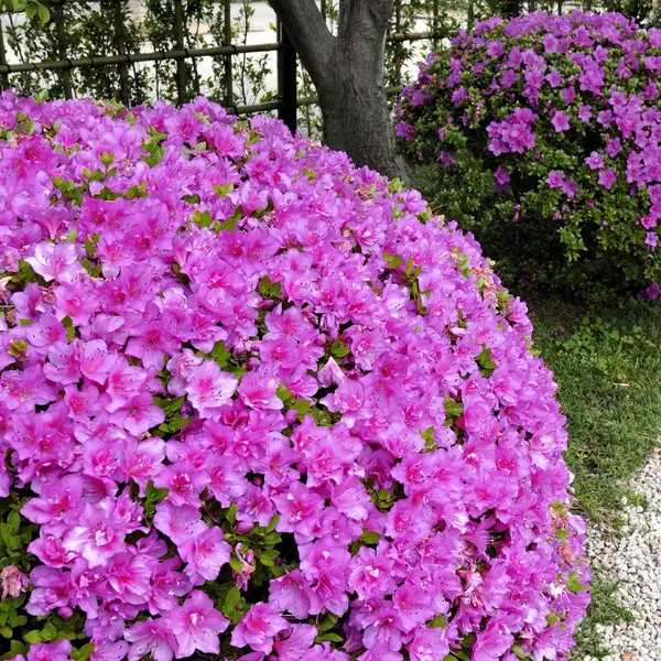 Azalea_(Formosa)_Purple_Flower_Plant_For_Shrub/Bush/Home_Gardening_Beautiful_Azalea_Flowering_Plant_(Pack_Of_1)