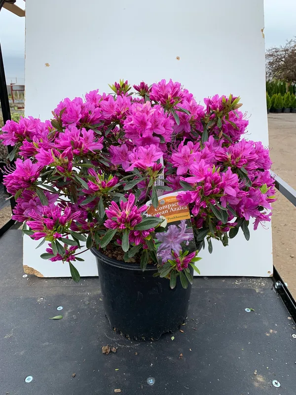 Azalea_(Formosa)_Purple_Flower_Plant_For_Shrub/Bush/Home_Gardening_Beautiful_Azalea_Flowering_Plant_(Pack_Of_1)