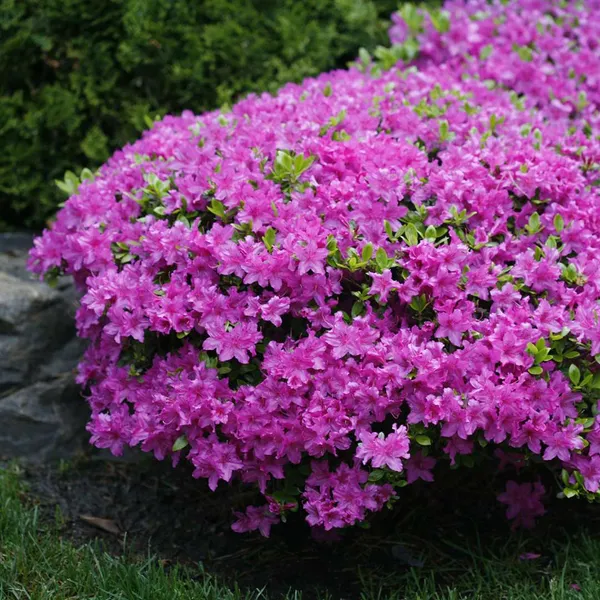 Azalea_(Formosa)_Purple_Flower_Plant_For_Shrub/Bush/Home_Gardening_Beautiful_Azalea_Flowering_Plant_(Pack_Of_1)