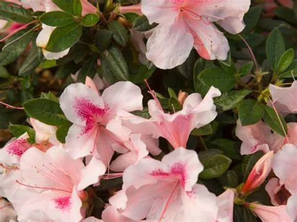 Azalea_(Grafted)_1.5-3.5_Ft_Flower_Plant_(Pack_Of_1)