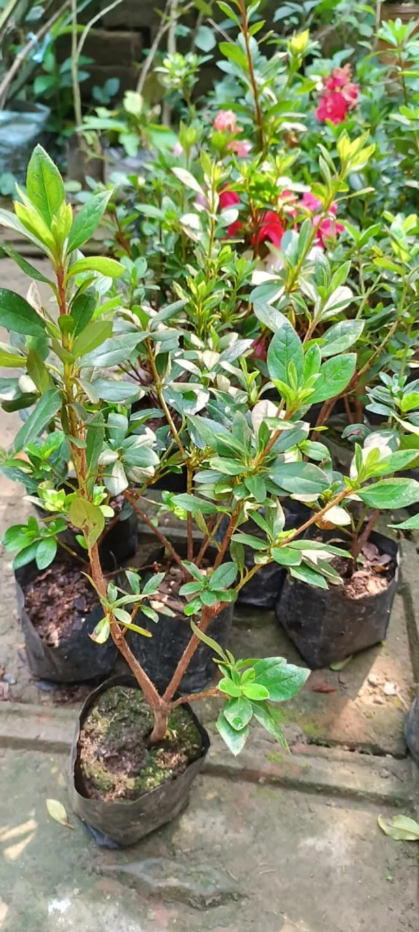 Azalea_(Grafted)_1.5-3.5_Ft_Flower_Plant_(Pack_Of_1)
