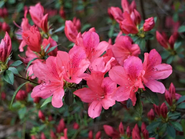 Azalea_Deep_Pink_(Grafted)_1.5-3.5_Ft__Flower_Plant_(_Pack_Of_1_)