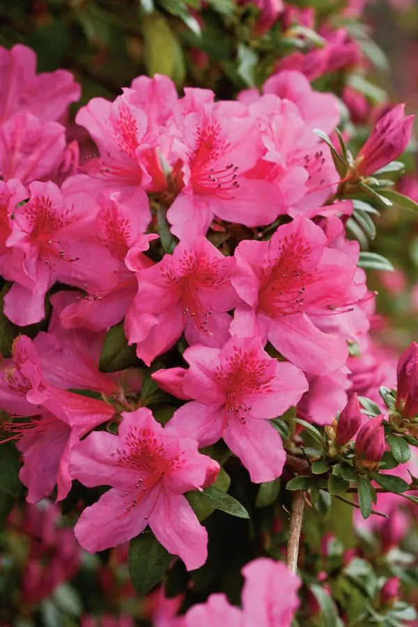 Azalea_Deep_Pink_(Grafted)_1.5-3.5_Ft__Flower_Plant_(_Pack_Of_1_)