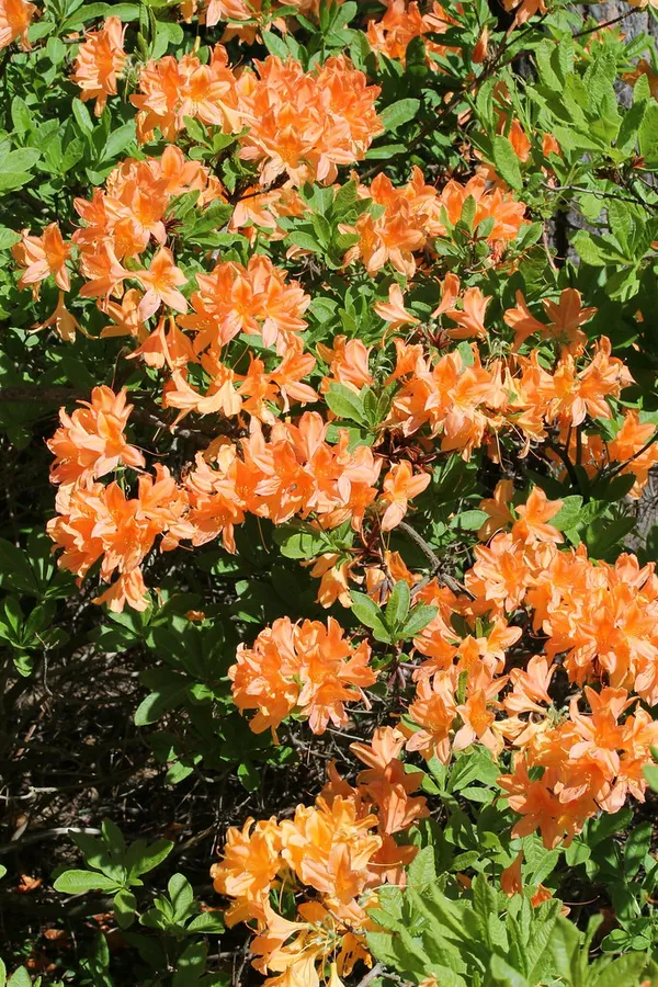 Azalea_(Orange)_Flowering_Plant_For_Shrub/Bush_&_Home_Gardening_(Pack_Of_1)