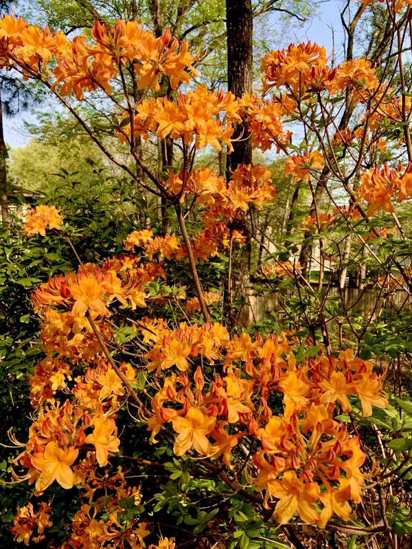 Azalea_(Orange)_Flowering_Plant_For_Shrub/Bush_&_Home_Gardening_(Pack_Of_1)