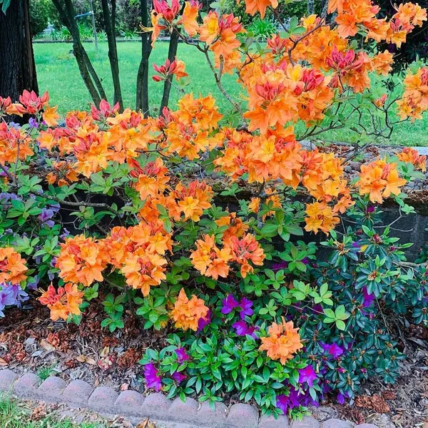 Azalea_(Orange)_Flowering_Plant_For_Shrub/Bush_&_Home_Gardening_(Pack_Of_1)
