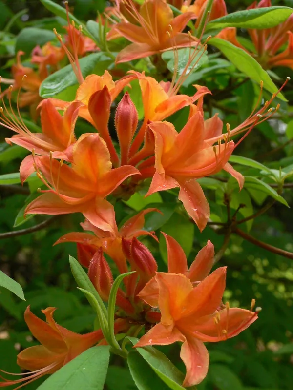 Azalea_(Orange)_Flowering_Plant_For_Shrub/Bush_&_Home_Gardening_(Pack_Of_1)