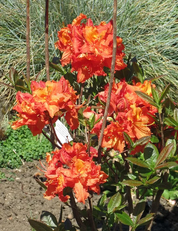 Azalea_(Orange)_Grafted_Flower_Plant_(1.5-3.5_Ft_Size)_For_Home_Garden/Shrub_(Hybrid,_Pack_Of_1)