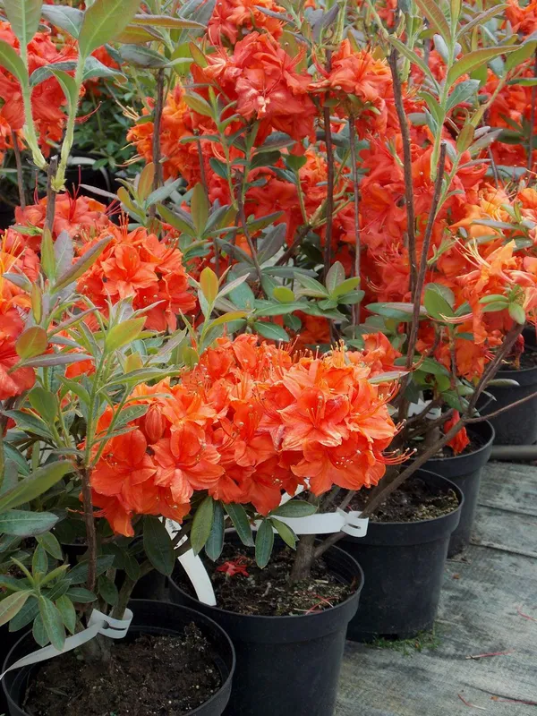 Azalea_(Orange)_Grafted_Flower_Plant_(1.5-3.5_Ft_Size)_For_Home_Garden/Shrub_(Hybrid,_Pack_Of_1)