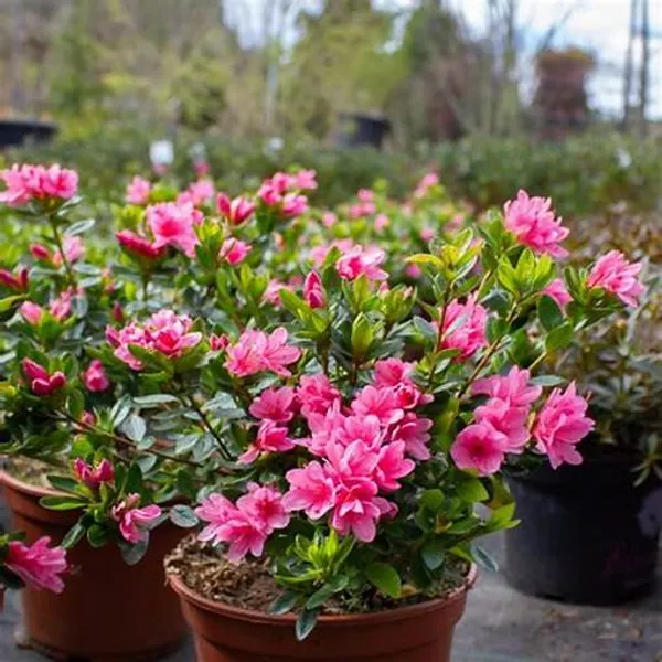 Azalea_Pink_(Grafted)_1.5-3.5_Ft_Flower_Plant_(_Pack_Of_1_)
