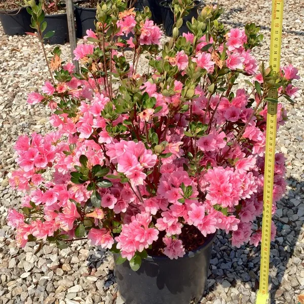 Azalea_Pink_(Grafted)_1.5-3.5_Ft_Flower_Plant_(_Pack_Of_1_)