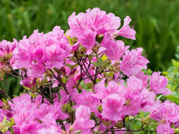 Azalea_(Purple)_Flower_Plant_For_Shrub/Bush_&_Gardening,_Plant_Age:_1.5_Years_(Hybrid,_Pack_Of_1)