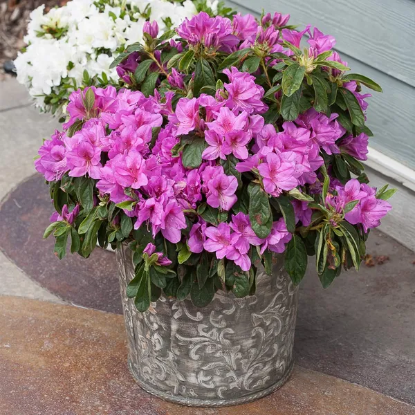 Azalea_(Purple)_Flower_Plant_For_Shrub/Bush_&_Gardening,_Plant_Age:_1.5_Years_(Hybrid,_Pack_Of_1)
