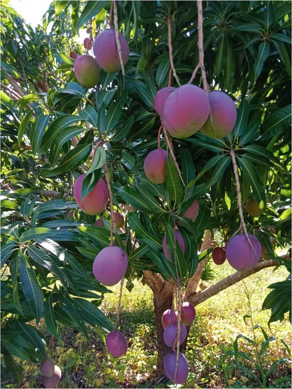 BN7_Hybrid_Mango_Plant_&_Tree_(1.5-3.5_Ft_Hight)_For_Home_Gardening_BN7_(Purple)_Mango_Fruit_Grafted_Plant_(Pack_Of_1)