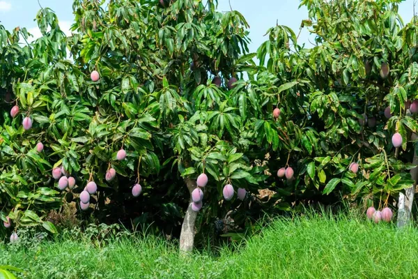 BN7_Hybrid_Mango_Plant_&_Tree_(1.5-3.5_Ft_Hight)_For_Home_Gardening_BN7_(Purple)_Mango_Fruit_Grafted_Plant_(Pack_Of_1)