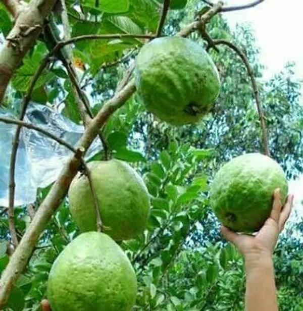 Thai_Kg_Guava_Plant_(Hybrid,_Pack_of_1)