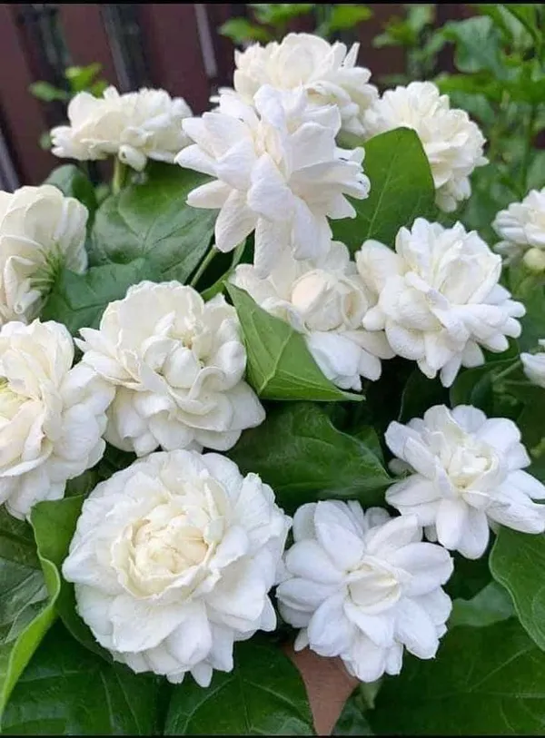 Bal_Flower_Belful/_Mogra_Plant_Arabian_Jasmine_/_Gundu_Malli_Highly_Fragrant_Flowering__Plant