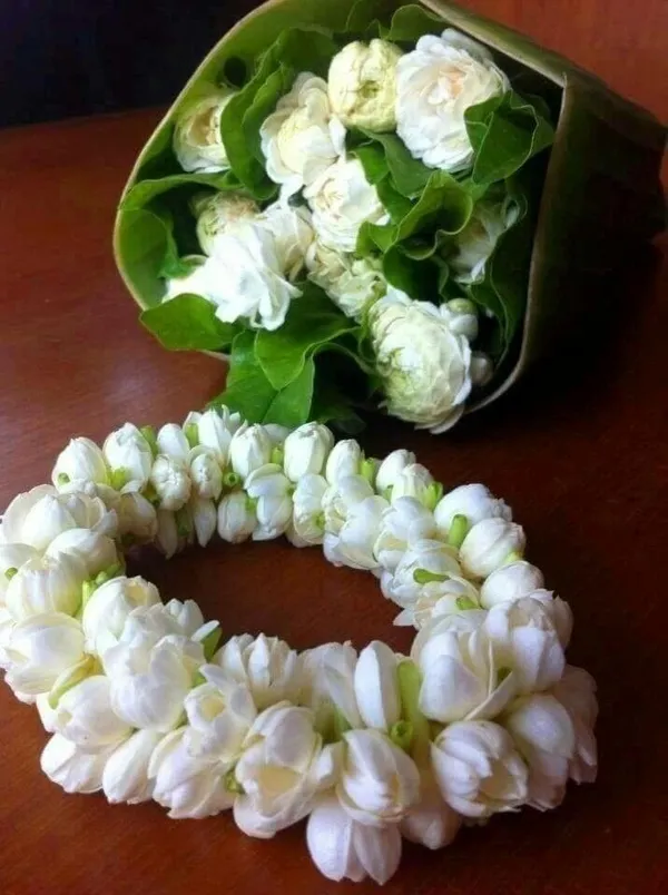 Bal_Flower_Belful/_Mogra_Plant_Arabian_Jasmine_/_Gundu_Malli_Highly_Fragrant_Flowering__Plant