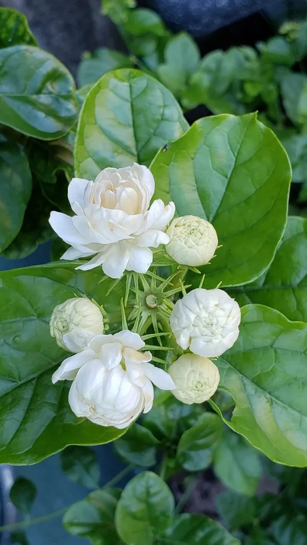 Bal_Flower_Belful/_Mogra_Plant_Arabian_Jasmine_/_Gundu_Malli_Highly_Fragrant_Flowering__Plant