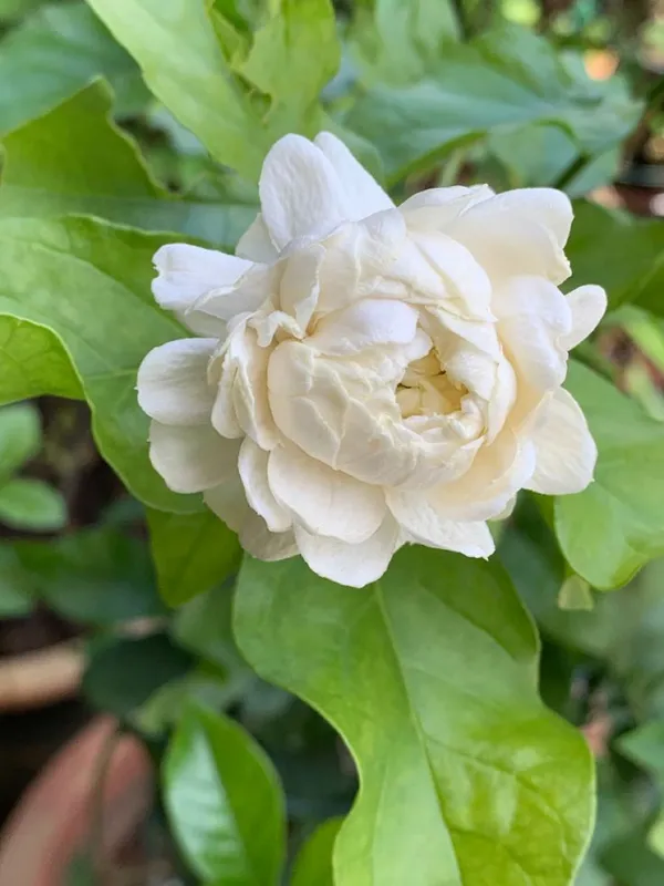 Bal_Flower_Belful/_Mogra_Plant_Arabian_Jasmine_/_Gundu_Malli_Highly_Fragrant_Flowering__Plant