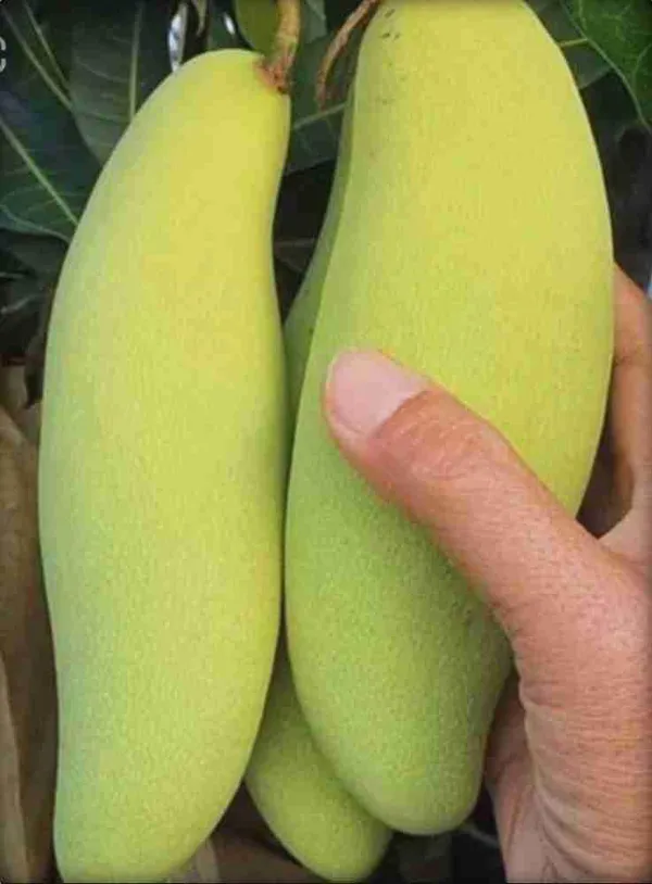 Banana_Mango_Fruit__Plant_&_Tree_(1.5-3.5_Ft_Hight)_For_Home_Gardening_Banana_Shape_Hybrid_Mango_Plant_(Pack_Of_1)