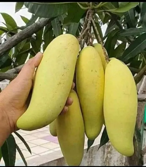 Banana_Mango_Fruit__Plant_&_Tree_(1.5-3.5_Ft_Hight)_For_Home_Gardening_Banana_Shape_Hybrid_Mango_Plant_(Pack_Of_1)