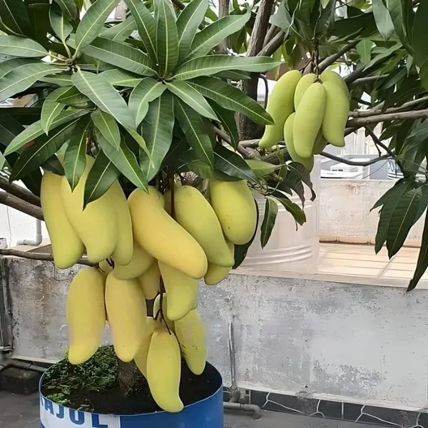 Banana_Mango_Fruit__Plant_&_Tree_(1.5-3.5_Ft_Hight)_For_Home_Gardening_Banana_Shape_Hybrid_Mango_Plant_(Pack_Of_1)