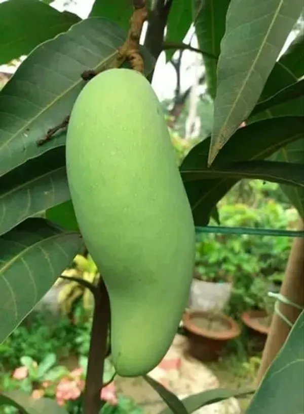 Banana_Mango_Fruit__Plant_&_Tree_(1.5-3.5_Ft_Hight)_For_Home_Gardening_Banana_Shape_Hybrid_Mango_Plant_(Pack_Of_1)