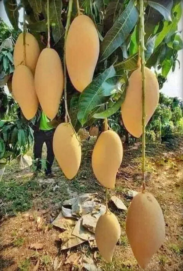 Banana_Mango_Fruit__Plant_&_Tree_(1.5-3.5_Ft_Hight)_For_Home_Gardening_Banana_Shape_Hybrid_Mango_Plant_(Pack_Of_1)