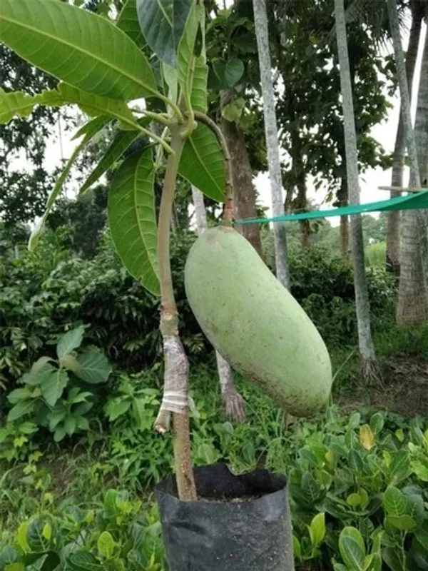 Banana_Mango_Fruit_Plant_&_Tree_For_Home_Gardening_(Hybrid,_Pack_Of_1)