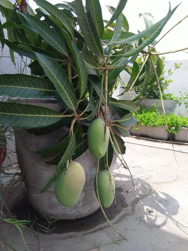 Banana_Mango_Fruit_Plant_&_Tree_For_Home_Gardening_(Hybrid,_Pack_Of_1)