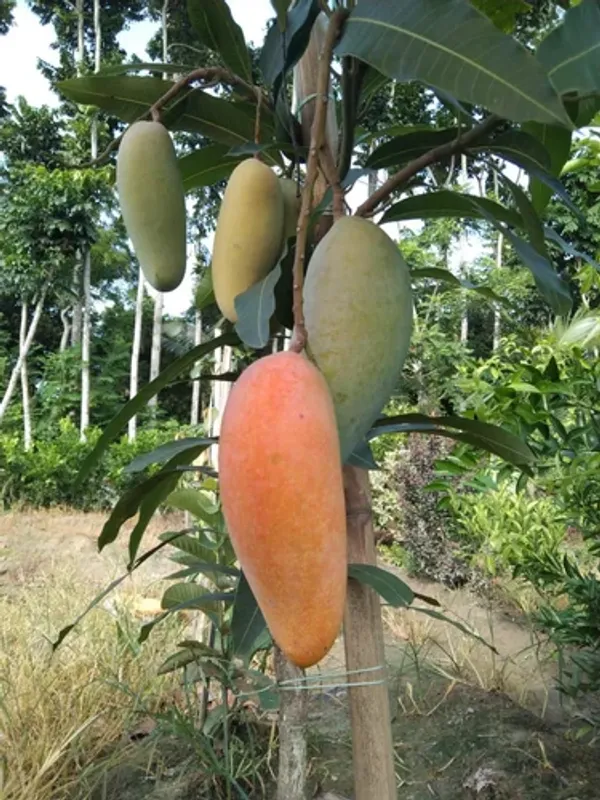 Banana_Mango_Fruit_Plant_&_Tree_For_Home_Gardening_(Hybrid,_Pack_Of_1)