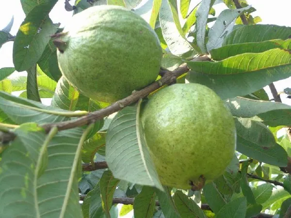 Thai-10_Guava_Hybrid_Plant_1.5-3.5_Ft_(Pack_of_1)