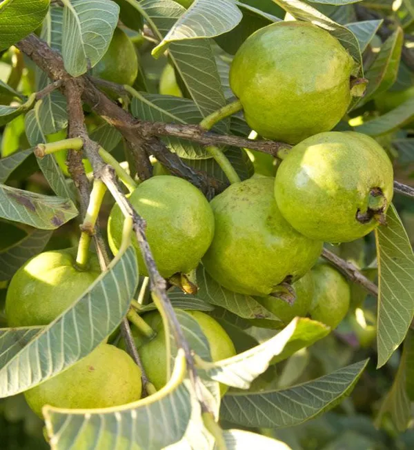 Baraipur_Super_Tasty_Guava_Fruit_Plant_&_Tree_(1.5-3.5_Ft_Hight)_For_Home_Gardening_(Hybrid,_Pack_Of_1)